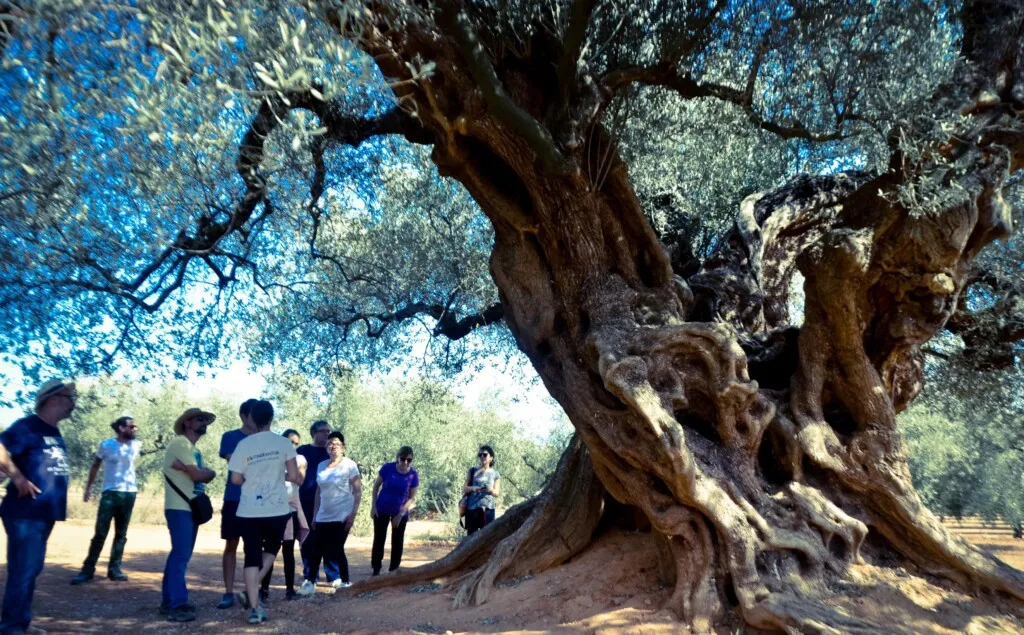 LES OLIVERES MIL·LENÀRIES DEL MAESTRAT